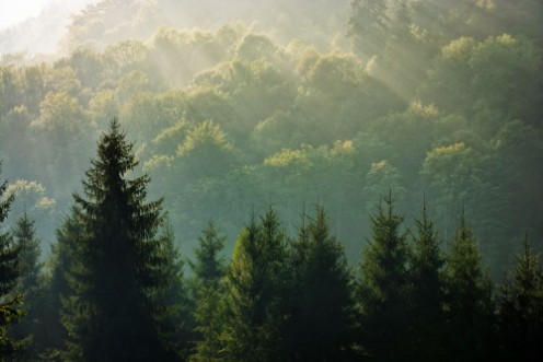 Spruce forest on foggy sunrise in mountains photowallpaper Scandiwall