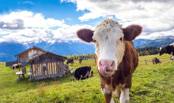Afbeeldingen van Kuh auf der Alm in den Alpen