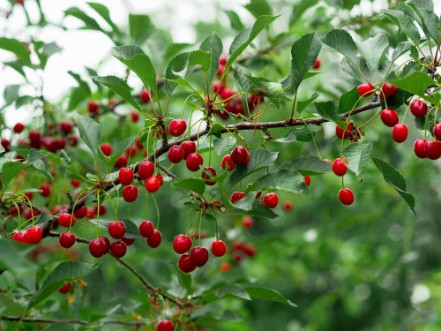 Afbeeldingen van Cherry on a branch in the garden