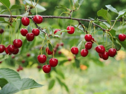 Bild på Cherry on a branch in the garden