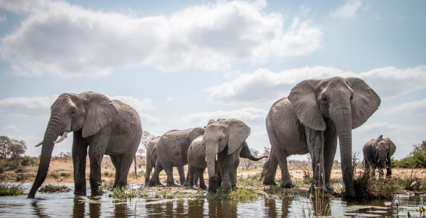 Afbeeldingen van Drinking herd of Elephants