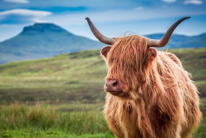 Afbeeldingen van Furry highland cow in Isle of Skye Scotland