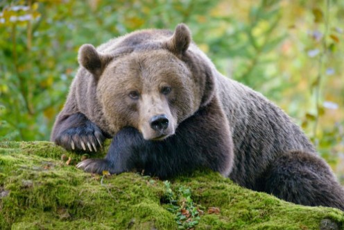 Afbeeldingen van A brown bear in the forest Big Brown Bear Bear sits on a rock Ursus arctos