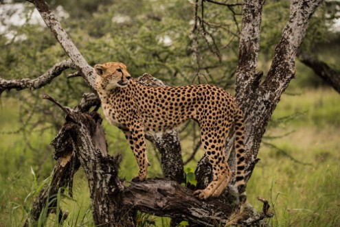 Bild på Close up of a Cheetah staring into the distance  on a tree on the Serengeti Plains Tanzania