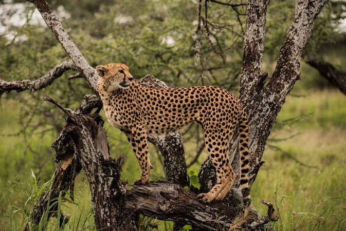 Picture of Close up of a Cheetah staring into the distance on a tree on the Serengeti Plains Tanzania
