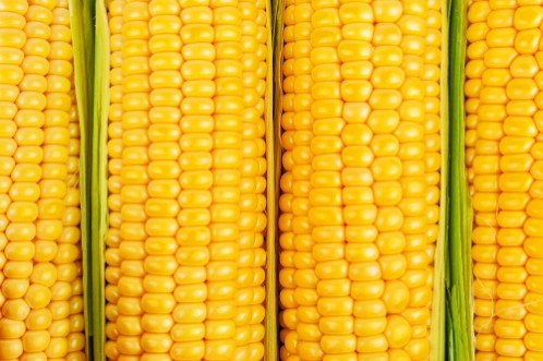 Picture of Ripe corn texture