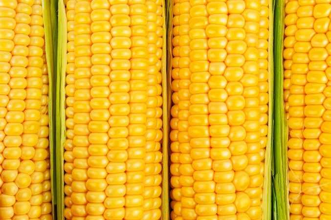 Bild på Ripe corn texture