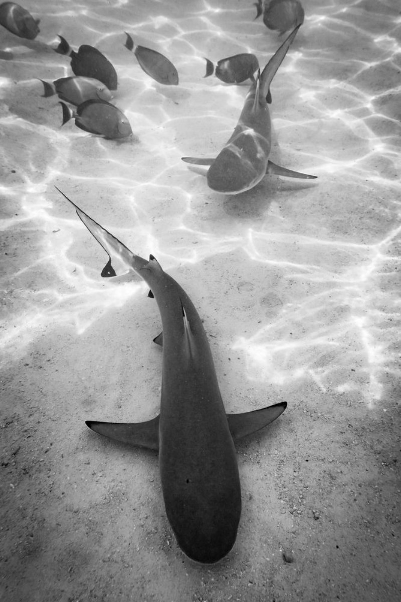 Bild på Sharks