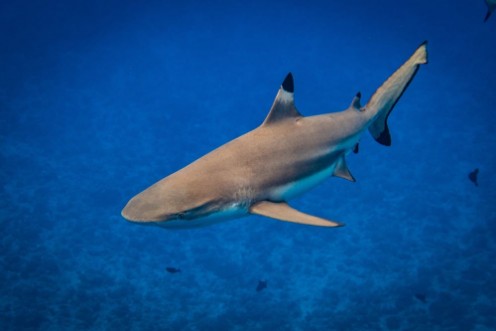 Bild på Blacktip Shark