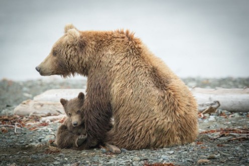 Afbeeldingen van Alaskan Grizzly sow and cub so cute on beach
