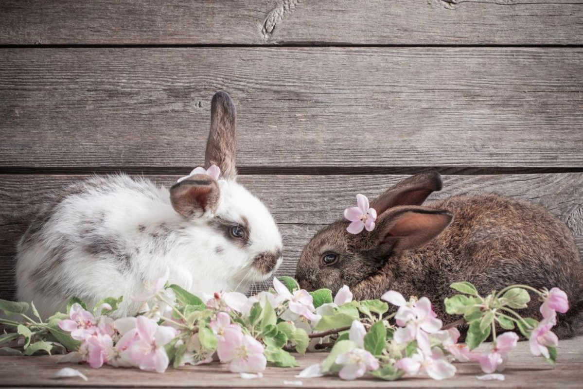 Afbeeldingen van Two  rabbits with flowers on wooden  background