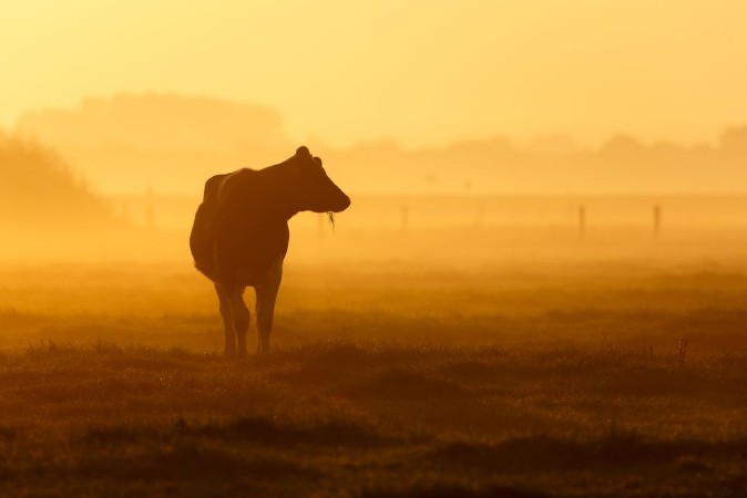 Afbeeldingen van One cow on a foggy field