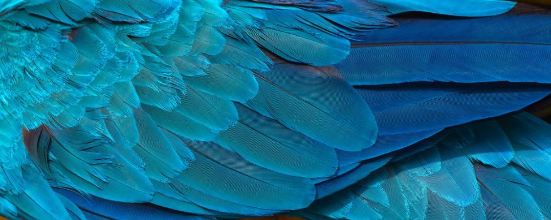 Picture of Colorful of blue and gold birds feathers exotic nature background and texture macaw feathers wing macaw