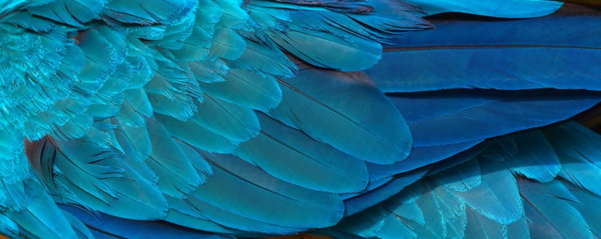 Image de Colorful of blue and gold birds feathers exotic nature background and texture macaw feathers wing macaw