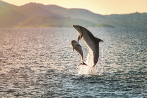Doplhin jumping near coast in Croatia photowallpaper Scandiwall