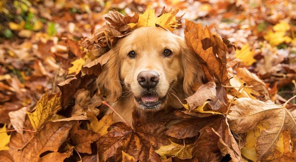 Afbeeldingen van Golden Retriever Dog in a pile of Fall leaves