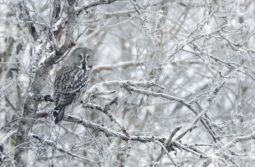 Afbeeldingen van Great Grey Owl in winter