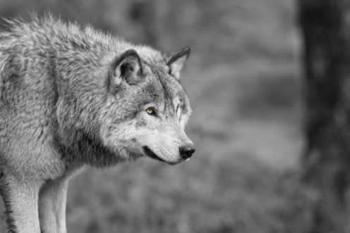 Picture of Loup Gris 