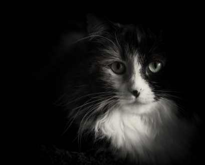Black and White cat with green eyes photowallpaper Scandiwall