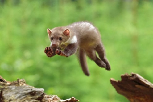 Picture of Jumping Stone Marten on the stump in czech forest
