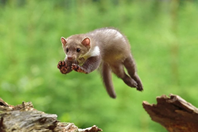 Jumping Stone Marten on the stump in czech forest photowallpaper Scandiwall