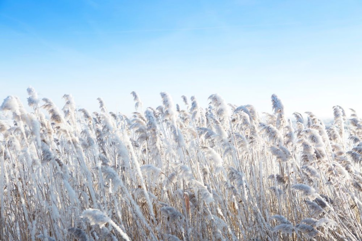 Afbeeldingen van Reeds by the wind in winter Frost dry grass over sky