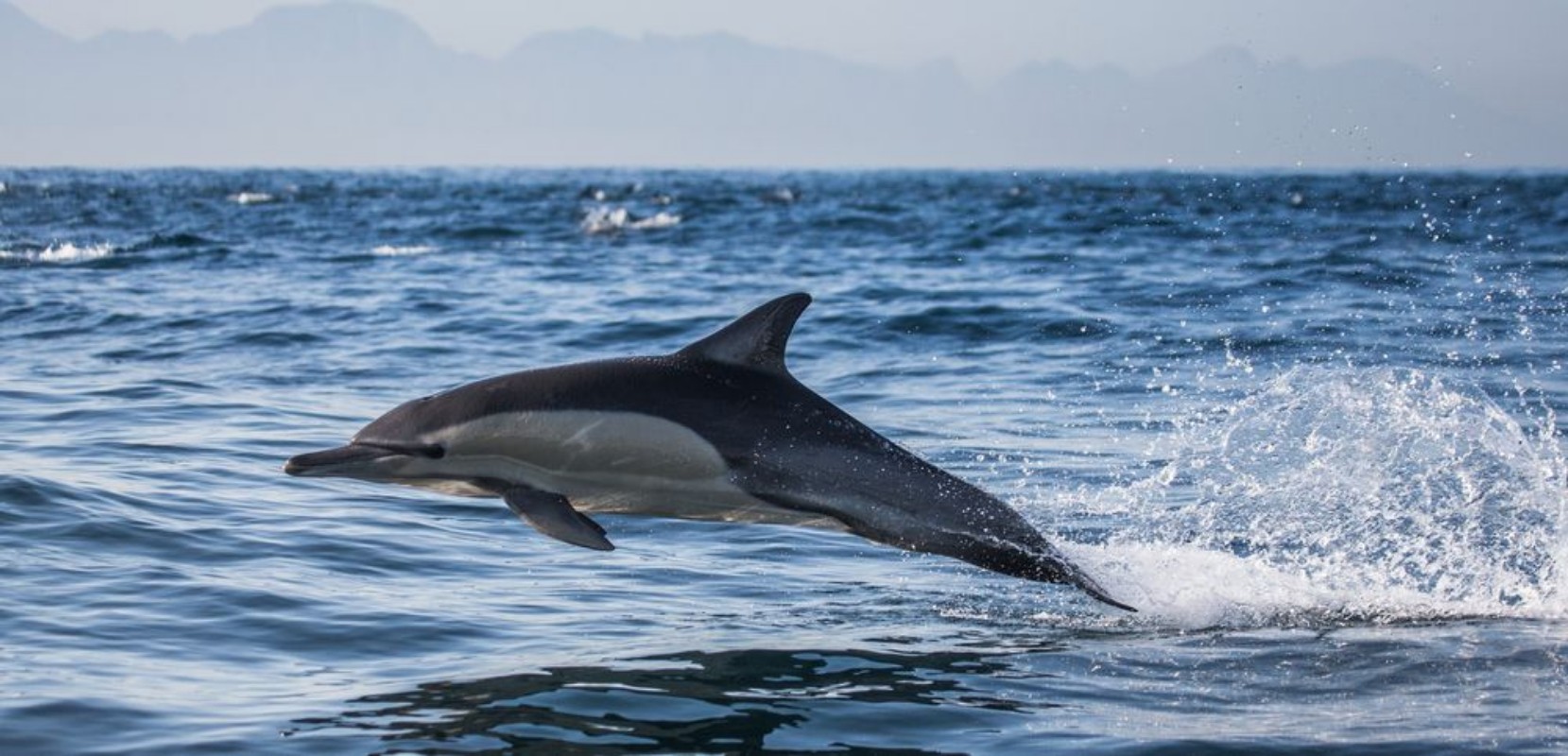 Image de Dolphins jump out at high speed out of the water South Africa False Bay