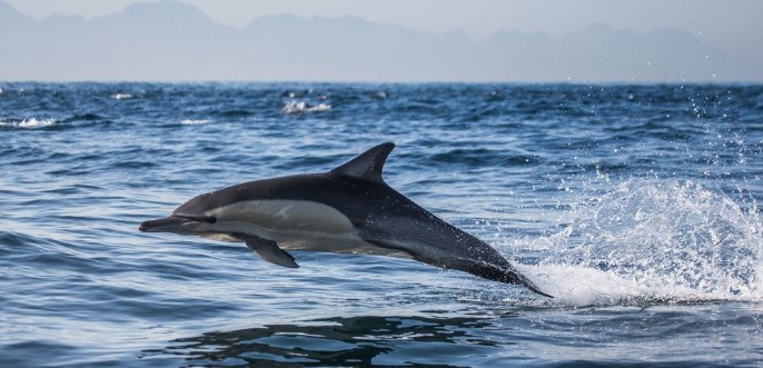 Dolphins jump out at high speed out of the water South Africa False Bay photowallpaper Scandiwall