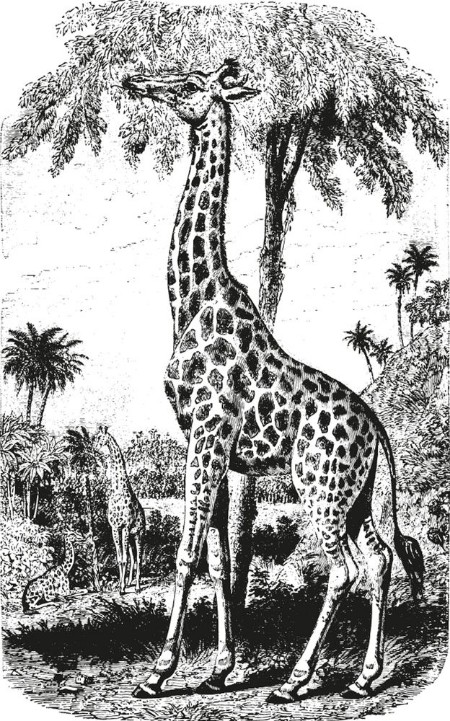 Picture of Giraffe vintage engraving