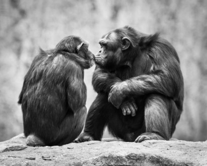 Chimpanzee Pair photowallpaper Scandiwall