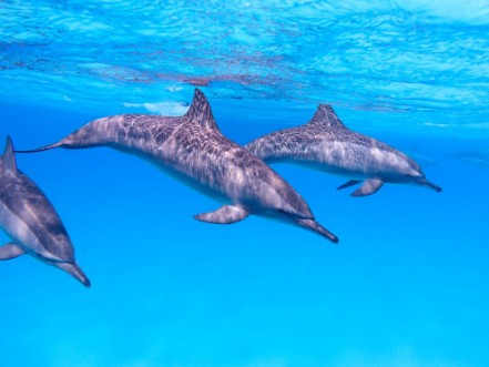 Image de Group of dolphins in tropical sea underwater