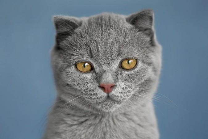 Afbeeldingen van Portrait of British kitten on grey wall background