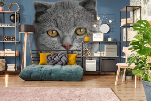 Afbeeldingen van Portrait of British kitten on grey wall background