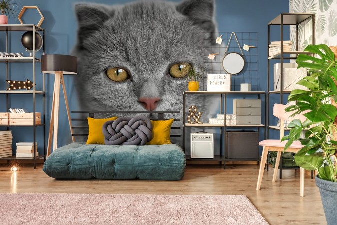 Bild på Portrait of British kitten on grey wall background