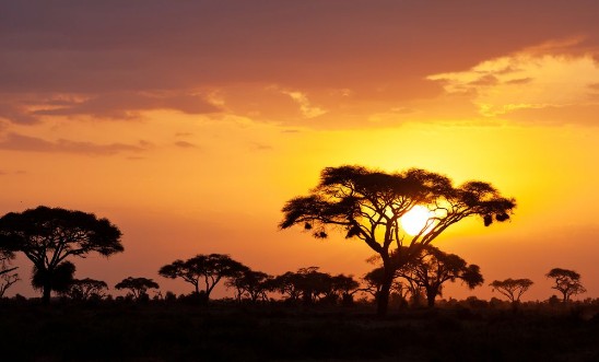 Bild på Typical african sunset with acacia trees in Masai Mara Kenya