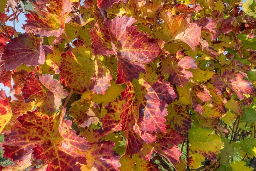 Bild på Rotes Weinlaub an einem Rebstock im Herbst 
