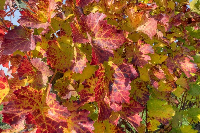 Picture of Rotes Weinlaub an einem Rebstock im Herbst 