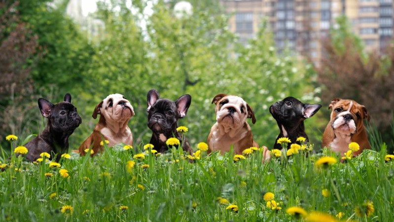 Bild på Tall grass among dandelions Lovely dogs Puppies English and French bulldog in public park