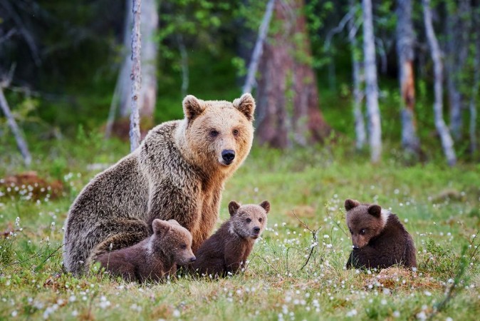 Picture of Female brown bear and her cubs