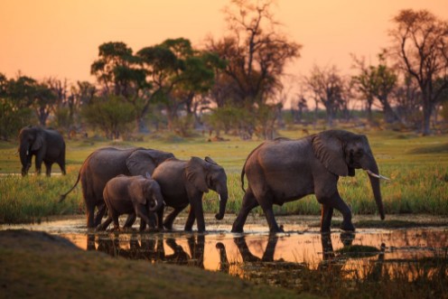 Image de Elephants in Moremi Game Reserve - Botswana