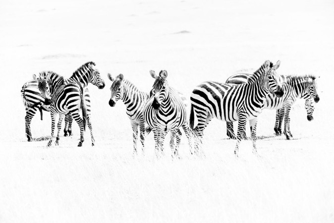 Picture of Zebras in the African savannah