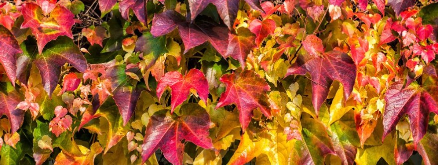 Bild på Efeubltter im Herbst