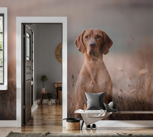 Image de Hungarian pointer hound dog