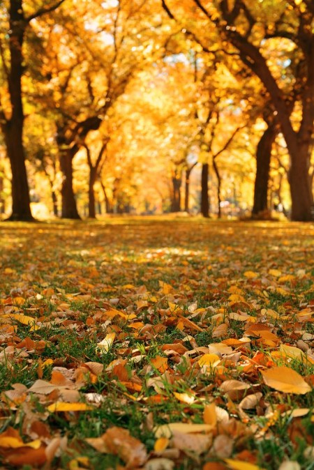 Bild på Central Park Autumn