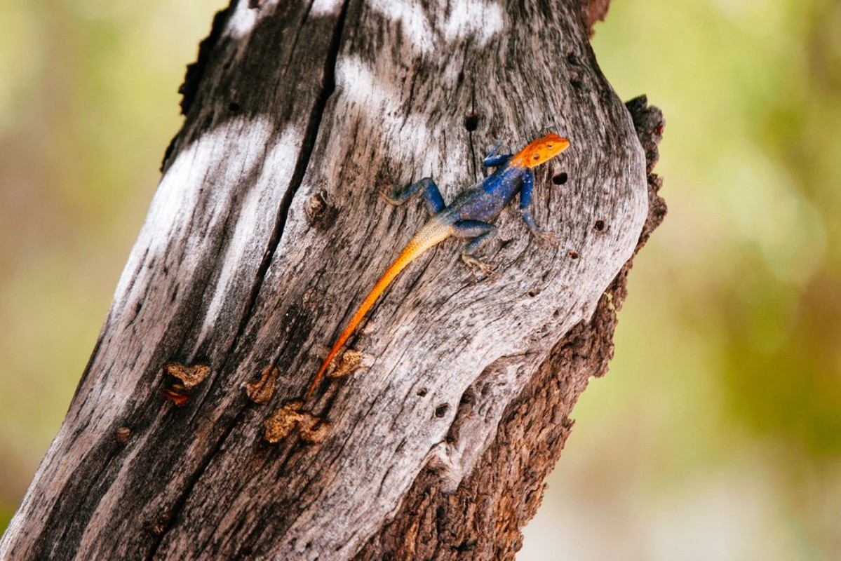 Afbeeldingen van Mnnliche Siedleragame auf Baum Erongogebirge Namibia