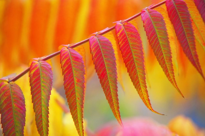 Bild på Vivid colored autumn leaf of Heaven Tree