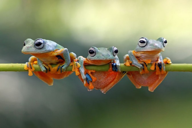 Javan tree frog photowallpaper Scandiwall