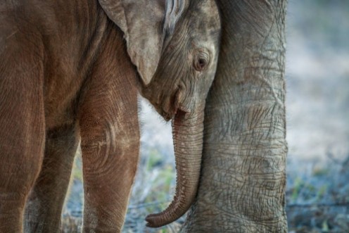 Afbeeldingen van Baby Elephant resting between the mothers legs
