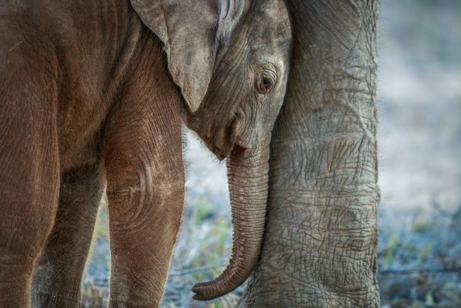 Bild på Baby Elephant resting between the mothers legs