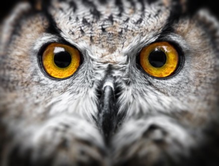 Bild på Owl Portrait owl eyes